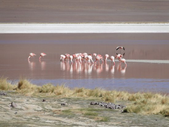 Flamingos