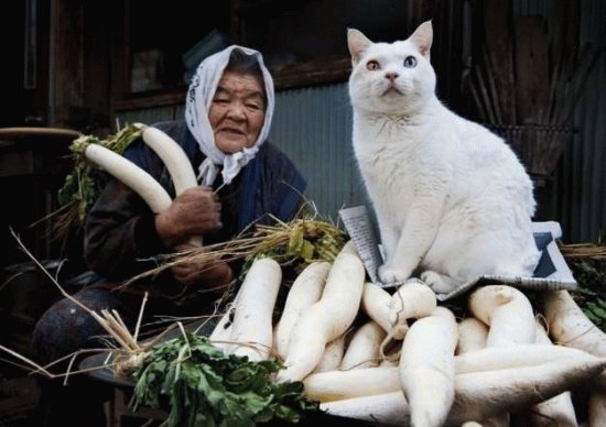 gato y seÃ±ora 3