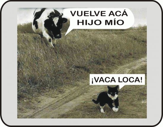 VACA LOCA.