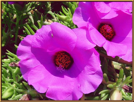 portulaca