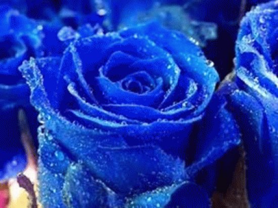 flores