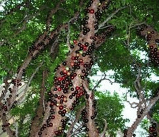 FRUTAS