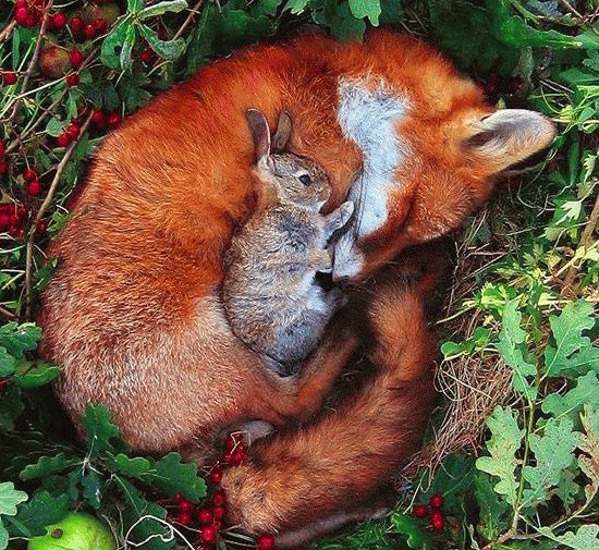 Fox