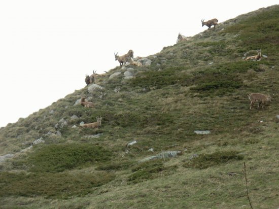 Bouquetins - Alpes (Fr)