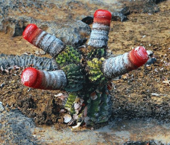 CACTUS RARO