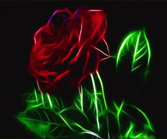 red rose