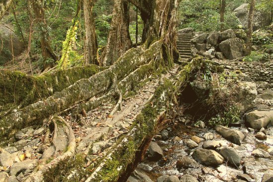 Cherrapunji. India