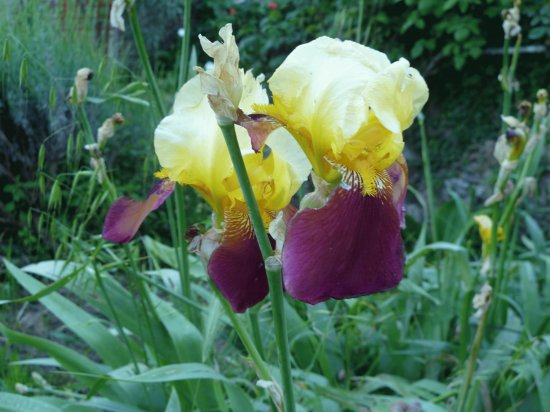 iris