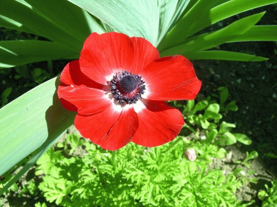 anemone