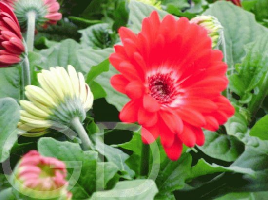 gerbera