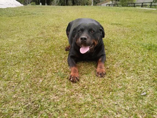 Neguinho