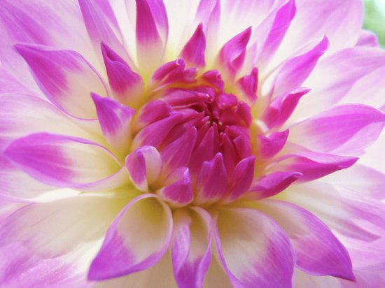 dalia