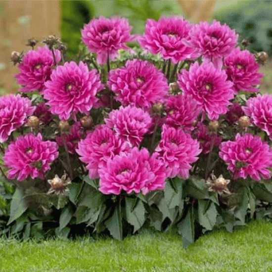 flores