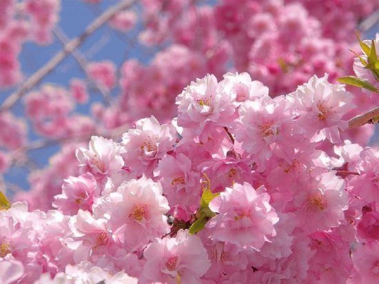 sakura