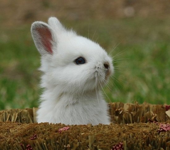 Cute Bunny