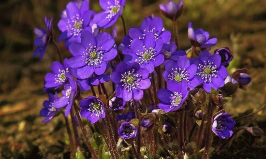 flores