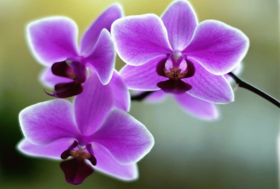 Blumen Ochidee
