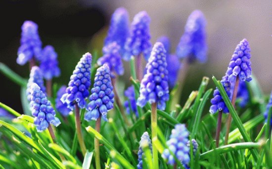violetas