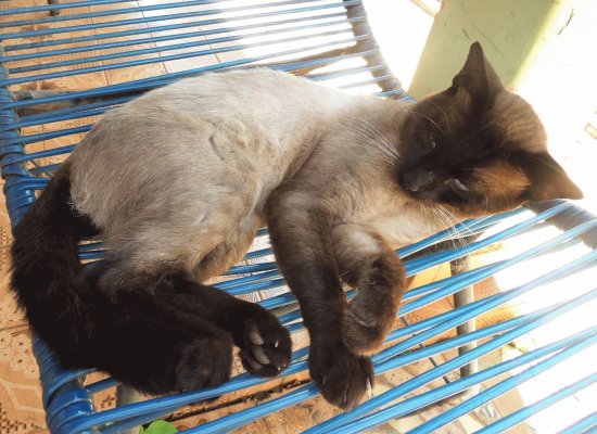 Gato dormindo na cadeira