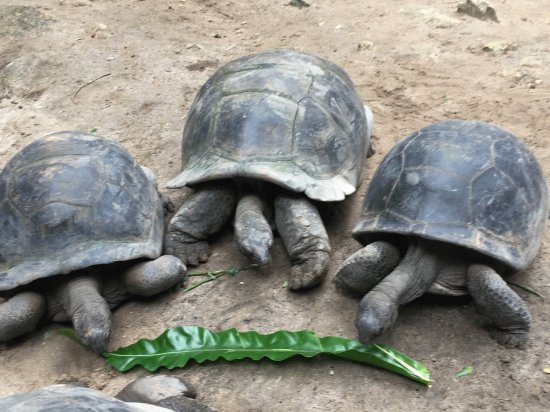 Tartarugas Gigantes