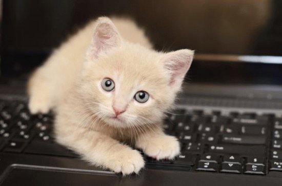 gato