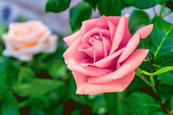 rose