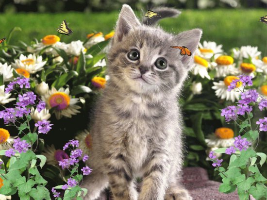 Cute Kitten