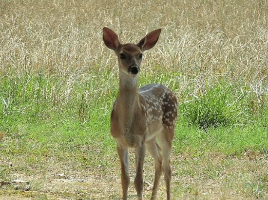 Fawn