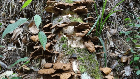 Cogumelos