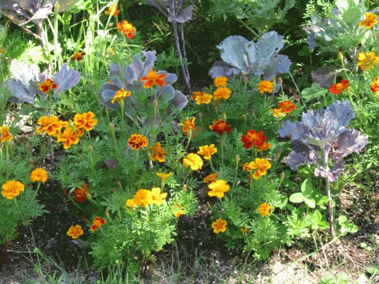 Marigolds in the garden