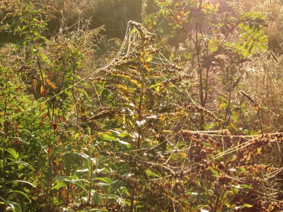 Spider webs in the field at dawn