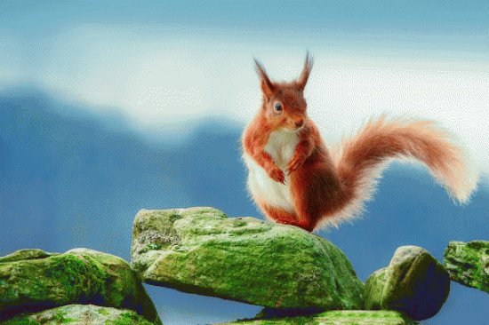 Una Ardilla Curiosa  Posa Sobre Las Rocas