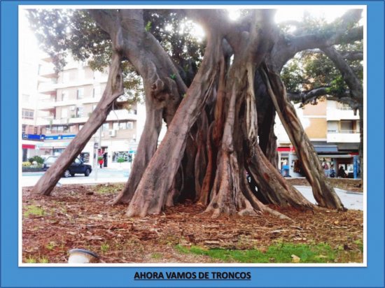AHORA VAMOS DE TRONCOS