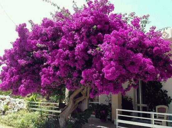 primavera