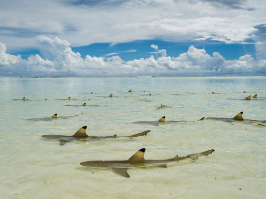 Tiburones en las islas Seychelles