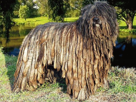 cane da pastore bergamasco