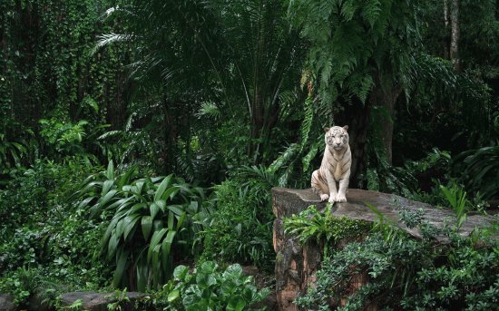 ANIMALES