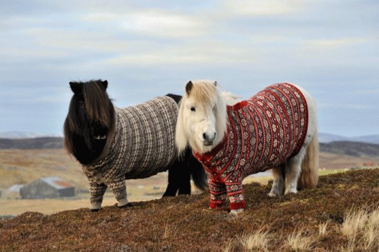 ANIMALES