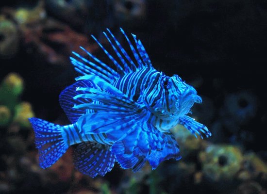 ç…å­é­š