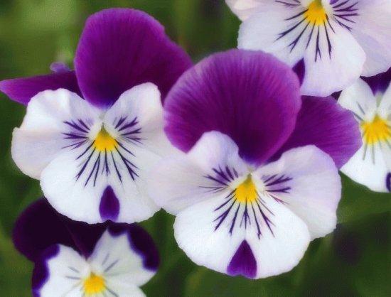 flores