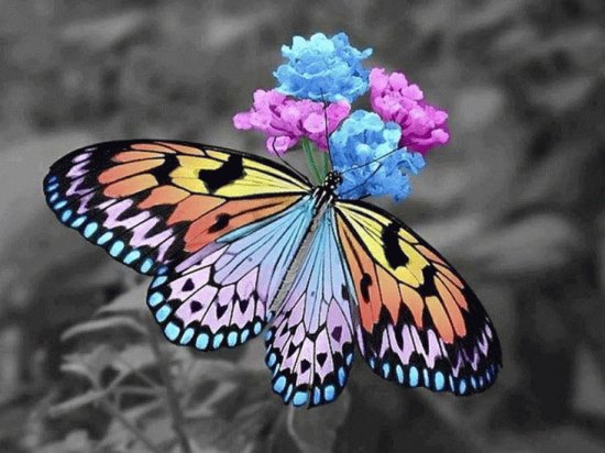 è´è¶ç¿©ç¿©