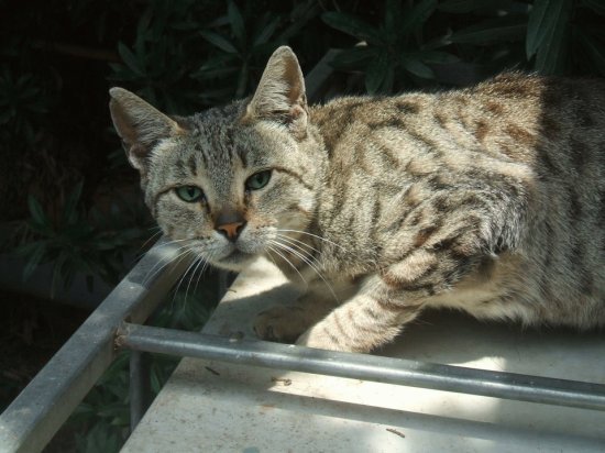 Cat