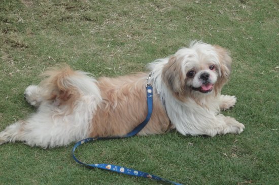 å¯¶è²è¥¿æ–½çŠ¬