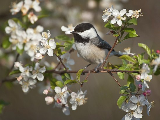 Pajarito Primaveral