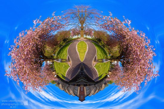 blossom world globe