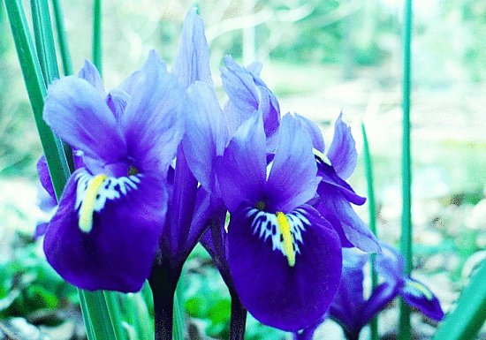 Small iris-family flower