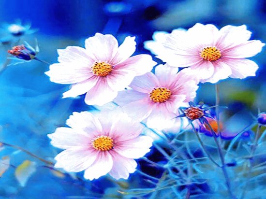 Flores