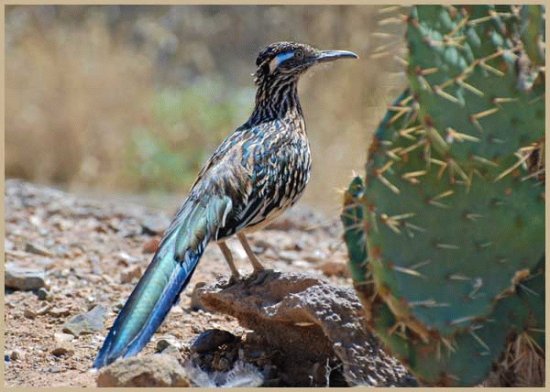 road runner