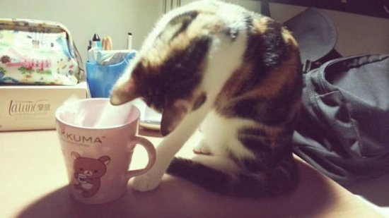 cat