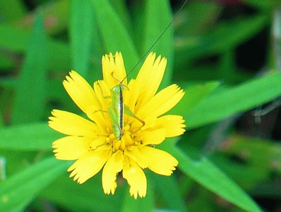 Young grasshopper